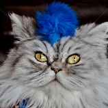 Punk Rocker Kitty! by Rhonda Rossi -  