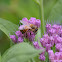 Western Honey Bee