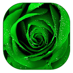 Green Rose Live Wallpaper Apk