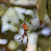 Golden Silk Orbweaver (female)