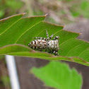 Peppered jumper (female)