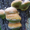 Fungus on tree