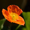 common poppy