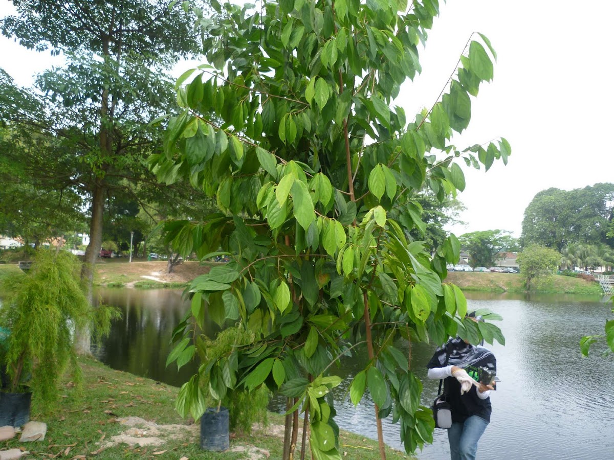 Petaling Tree
