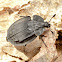 Ridged Carrion Beetle