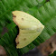 Pale Leaf Moth