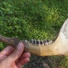 White-tailed Deer jawbone