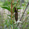 Cone-horn cranefly