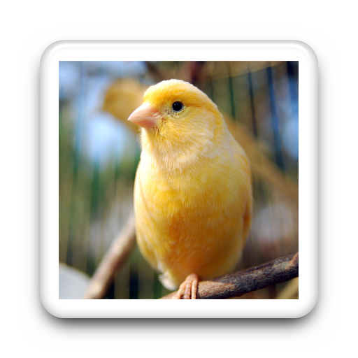 Canary Bird Sound Tone LOGO-APP點子