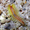 Dark-lined Fire Worm