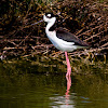 Black-necked Stilt