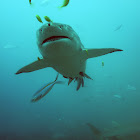 Bull Shark