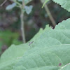 Long-legged Fly