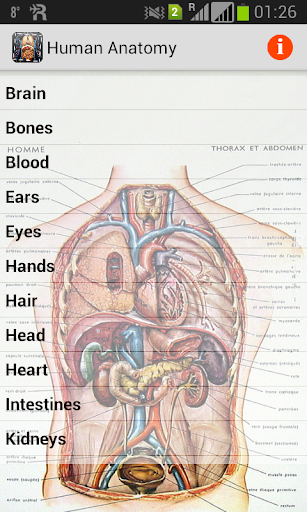 Human Anatomy