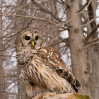 Barred  owl