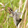 Banded Garden Spider w/Wheel Bug