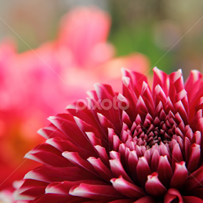 by Md Mamunur Rahman - Flowers Flower Gardens