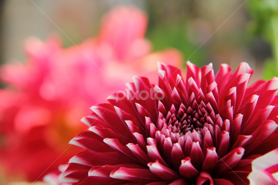 by Md Mamunur Rahman - Flowers Flower Gardens