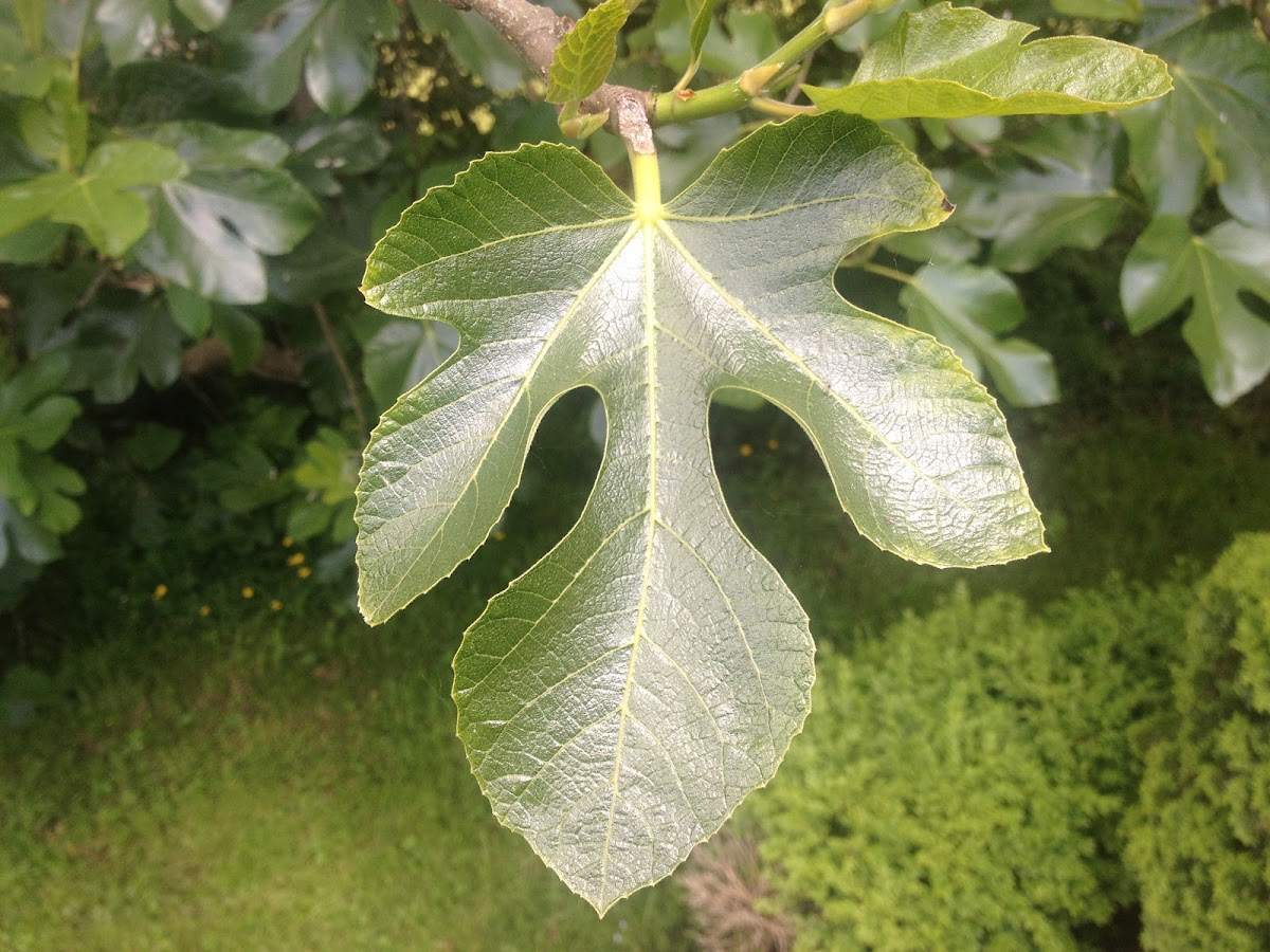 Common Fig