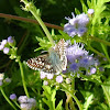 Checkered White Skipper Butterfly