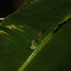 Australian green tree frog