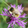Brown-banded Carder-Bee