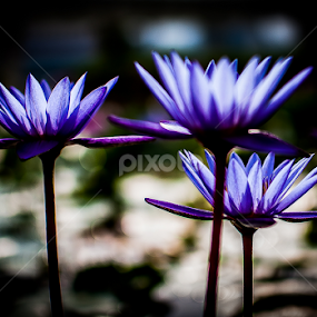 Three Lilies by Ynon Francisco - Flowers Flower Gardens