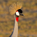 Grey Crowned-Crane
