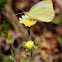 Small White, blanquita de la col