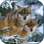 Wolves in winter Apk