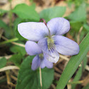 Early blue violet
