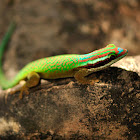 Réunion Island ornate day gecko