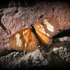 Actinote Butterfly