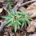 Cut-leaf Toothwort