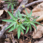 Cut-leaf Toothwort