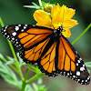 Monarch butterfly