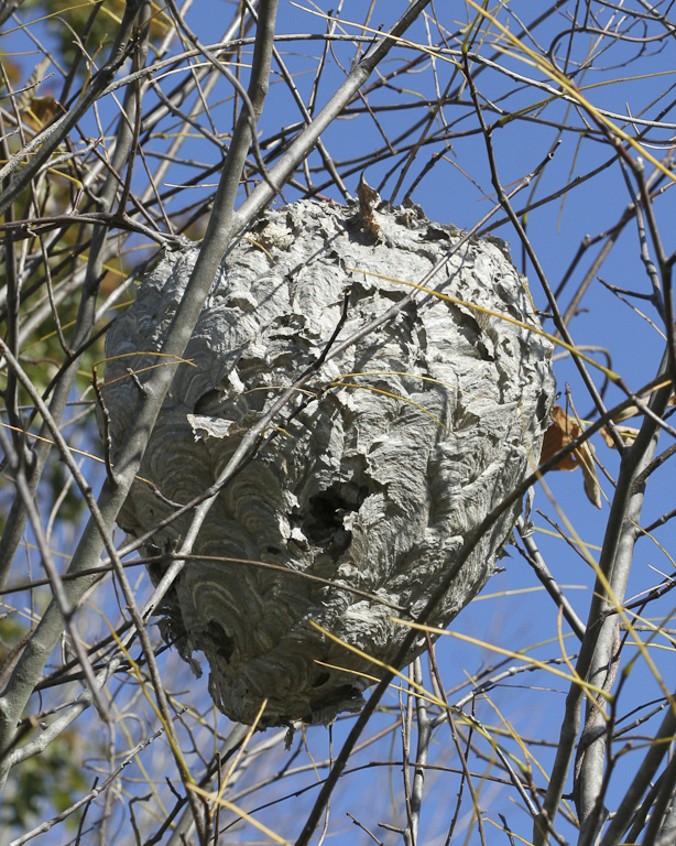 Bald Faced Wasp Nest
