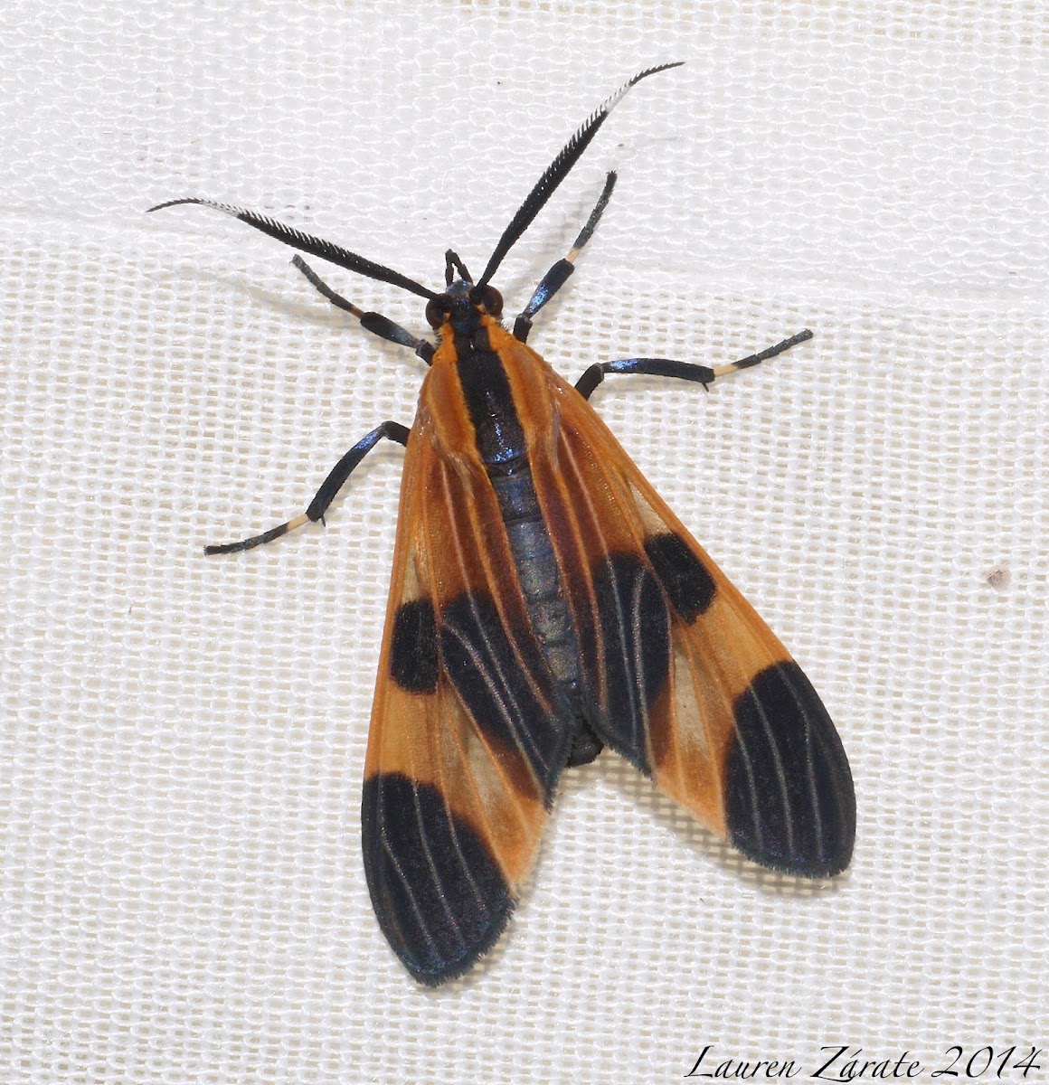 Tiger Moth Mimic of a Lycid Beetle