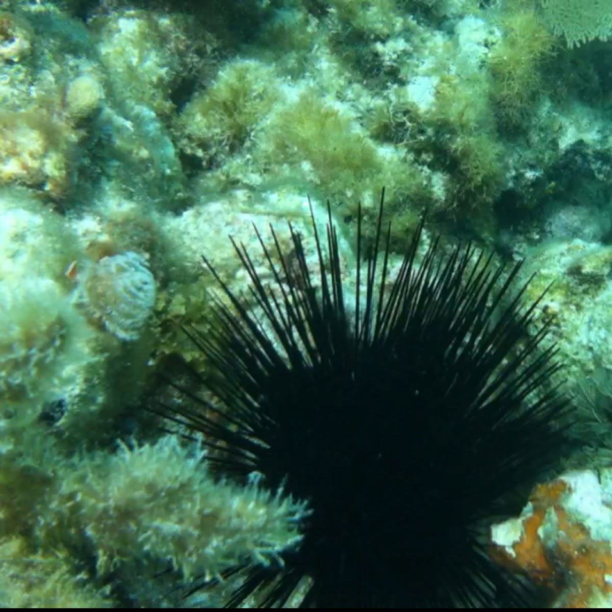 Long spined sea urchin