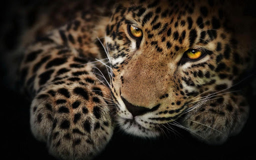 Americas Leopard Wallpaper