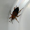 Giant Palm Weevil or Palmetto Weevil