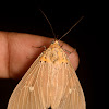 Orange head Moth