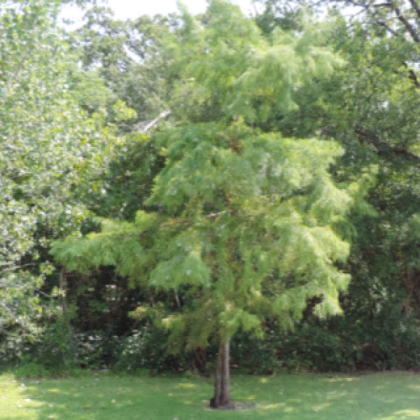 Bald Cypress cones | Project Noah