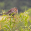 Red-winged Blackbird