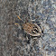 Common Gum Tree Shield Bug Nymph