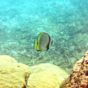 Pinnate Spadefish
