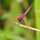 Violet Dropwing