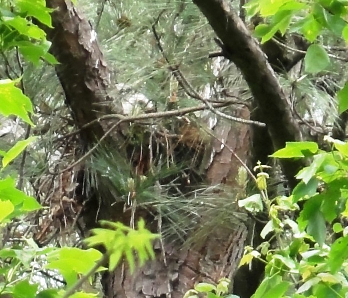 Red-shouldered Hawk (nestling)