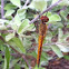 Orange dragonfly