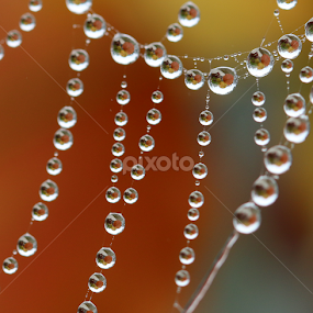 Spider's web macro  by Paul Wyman - Nature Up Close Natural Waterdrops
